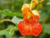 Spotted Jewelweed (Impatient Biflora) Essence Grander® Treated for enhanced absorbability and effectiveness Mythos: Essence helps those who need patience, inner calm and a sense of safety. Tincture topically for poison ivy, hemorrhoids, insect bites, burns, rashes