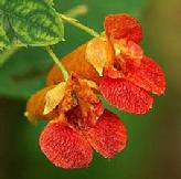 Spotted Jewelweed (Impatient Biflora) Essence Grander® Treated for enhanced absorbability and effectiveness Mythos: Essence helps those who need patience, inner calm and a sense of safety. Tincture topically for poison ivy, hemorrhoids, insect bites, burns, rashes