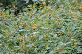 Spotted Jewelweed (Impatient Biflora) Essence Grander® Treated for enhanced absorbability and effectiveness Mythos: Essence helps those who need patience, inner calm and a sense of safety. Tincture topically for poison ivy, hemorrhoids, insect bites, burns, rashes