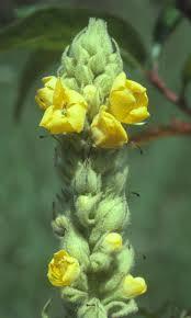 Mullein (Verbascum Thapsus): Essence and Tincture Grander® Treated for enhanced absorbability and effectiveness. Mythos: Expectorant, demulcent, nervine, anti-spasmodic, bronchitis, oil used for ear infections The Essence for those who need to find their voice. Brings softness to "hard" situations.