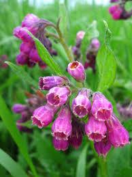 Comfrey (Symphytum officinale) Tincture Grander® Treated for enhanced absorbability and effectiveness Mythos: Used when bringing life back together or during times of repair, heals broken bones, cuts, muscles, ligaments, sprains, stops bleeding, varicose veins, liver health, ulcers, hemorrhoids, poultice