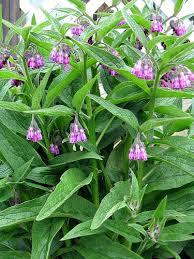 Comfrey (Symphytum officinale) Tincture Grander® Treated for enhanced absorbability and effectiveness Mythos: Used when bringing life back together or during times of repair, heals broken bones, cuts, muscles, ligaments, sprains, stops bleeding, varicose veins, liver health, ulcers, hemorrhoids, poultice