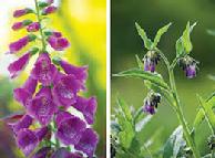 Comfrey (Symphytum officinale) Essence Grander® Treated for enhanced absorbability and effectiveness Mythos: Used when bringing life back together or during times of repair, Heals broken bones, cuts, muscles, ligaments, sprains, stops, bleeding, varicose veins, ulcers, hemorrhoids, good as a poultice