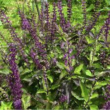 Holy Basil Tulsi (Ocimum tenuiflorum santctum gratissimum: Essence Grander® Treated for enhanced absorbability and effectiveness : Mythos Essence brings mental clarity and direction in life, Tincture adrenal tonic, relaxant, sedative, adaptogen, anti viral