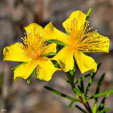 Saint Johns Wort (Hypericum perforatum) Grander® Treated for enhanced absorbability and effectiveness Mythos: Essence Reduces fears and nightmares. Tincture: UTI's sedative, stress, anti-depressant, anxiety, pulled muscles/ligaments, restorative nerve tonic, chronic nerve pain