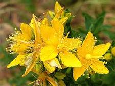 Saint Johns Wort (Hypericum perforatum) Grander® Treated for enhanced absorbability and effectiveness Mythos: Essence Reduces fears and nightmares. Tincture: UTI's sedative, stress, anti-depressant, anxiety, pulled muscles/ligaments, restorative nerve tonic, chronic nerve pain