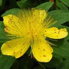 Saint Johns Wort (Hypericum perforatum) Grander® Treated for enhanced absorbability and effectiveness Mythos: Essence Reduces fears and nightmares. Tincture: UTI's sedative, stress, anti-depressant, anxiety, pulled muscles/ligaments, restorative nerve tonic, chronic nerve pain