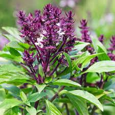Holy Basil Tulsi (Ocimum tenuiflorum santctum gratissimum: Essence Grander® Treated for enhanced absorbability and effectiveness : Mythos Essence brings mental clarity and direction in life, Tincture adrenal tonic, relaxant, sedative, adaptogen, anti viral