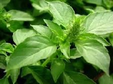 Holy Basil Tulsi (Ocimum tenuiflorum santctum gratissimum: Essence Grander® Treated for enhanced absorbability and effectiveness : Mythos Essence brings mental clarity and direction in life, Tincture adrenal tonic, relaxant, sedative, adaptogen, anti viral