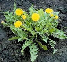 Dandelion (Taraxacum officinale) Tincture Grander® Treated for enhanced absorbability and effectiveness Mythos: For thoes who are chronic do-gooders and need self care