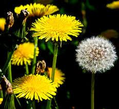 Dandelion (Taraxacum officinale) Tincture Grander® Treated for enhanced absorbability and effectiveness Mythos: For thoes who are chronic do-gooders and need self care, diuretic, liver and digestive tonic, blood purifier, source of potassium