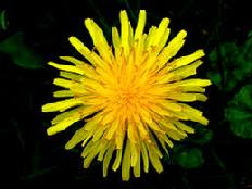 dandelion, taraxacum officinale, diuretic, liver, digestive, tonic, blood purifier, natural source of potassium, self care, self healing, saint theresa