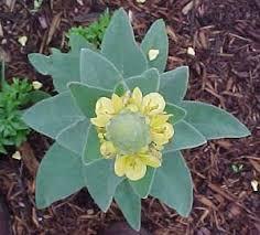 Mullein (Verbascum Thapsus): Essence and Tincture Grander® Treated for enhanced absorbability and effectiveness. Mythos: Expectorant, demulcent, nervine, anti-spasmodic, bronchitis, oil used for ear infections The Essence for those who need to find their voice. Brings softness to "hard" situations.