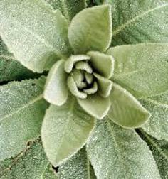 Mullein (Verbascum Thapsus): Essence  and Tincture Grander® Treated for enhanced absorbability and effectiveness.  Mythos: Expectorant, demulcent, nervine, anti-spasmodic, bronchitis, oil used for ear infections  The Essence for those who need to find their voice. Brings softness to "hard" situations.
