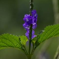 1 ounce Blue Vervain (Verbena hastate) Essence Grander® Treated for enhanced absorbability and effectiveness : Mythos Good for those who are rigid and hold it all in. Nervous exhaustion