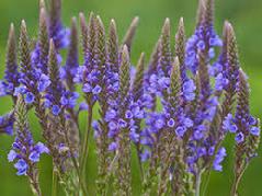 2 ounce Blue Vervain (Verbena hastate) Tincture Grander® Treated for enhanced absorbability and effectiveness : Mythos Natural tranquilizer, nervine, bitter,hepatic, stress, ADHD, galactagoug, anti-rheumatic, depression