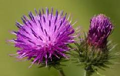 Burdock (Arctium Lappa) Essence Grander® Treated for enhanced absorbability and effectiveness Mythos: Cleanse the consciousnesses of deep anger from the past