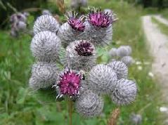 Burdock (Arctium Lappa) Tincture Grander® Treated for enhanced absorbability and effectiveness Mythos: Blood purifier, eczema, psoriasis, natural source of iron, bitter, alterative, digestion
