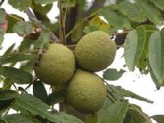 Unripened black Walnuts called Green Black Walnut. Natural source of Iodine and fluoride. Hystorica Mythos: protection from radiation, thyroid, intestinal worms, topical anti-fungal, blood cleanser, antiseptic, antibacterial as a gargle, repels fleas, topical anti-lice.