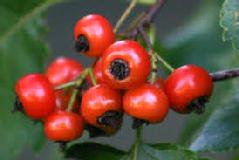 Hawthorn (Crataegus Lavigata) Essence Grander® Treated for enhanced absorbability and effectiveness Mythos: Heart tonic, high blood pressure, murmur, angina, circulation, arteriosclerosis, fat metabolism, CHF, periodontal disease, very gentle, The Essence heals grief and broken hearts, Helps you move into a heart centered consciousness, tincture, apple