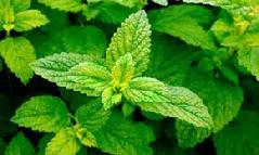 Lemon Balm (Melissa Officinalis) Essence Grander® Treated for enhanced absorbability and effectiveness Mythos: Essence Good for addictions and those who don't feel present on this Earth. Tincture Promotes menstruation, eases cramps, reduces hot flashes, anxiety, ADHD, insomnia, depression, externally for HSV, insect repellant.