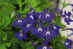 Lobelia (Lobelia Inflate) Tincture Grander® Treated for enhanced absorbability and effectiveness : Mythos Respiratory stimulant and expectorant, asthma, powerful relaxant, emetic, Essence Good for addictions, for people who feel congested or stuck, cravings, drug addictions, blood cleanser liver cleanser