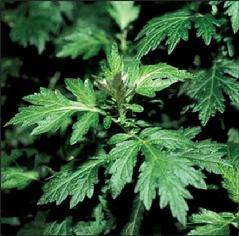 Mugwort (Artemisia Vulgaris) Grander® Treated for enhanced absorbability and effectiveness Mythos: Essences Enhances psychic perception and dream awareness. Helps provide insight and increase 5th dimensional awareness. Tincture Muscle relaxer, digestive tonic, increases bile flow, eliminates worms, uterine tonic, regulates menstruation, sore muscles