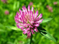 Red Clover (Trifolium Pretense): Grander® Treated for enhanced absorbability and effectiveness Mythos: Essence promoter self-awareness lessons anxiety helps to bring forth your truth, Tincture: Blood purifier, anti-neoplastic, psoriasis, eczema, alternative, liver cleanser, bronchitis, fibroids
