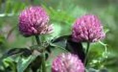 Red Clover (Trifolium Pretense): Grander® Treated for enhanced absorbability and effectiveness Mythos: Essence promoter self-awareness lessons anxiety helps to bring forth your truth, Tincture: Blood purifier, anti-neoplastic, psoriasis, eczema, alternative, liver cleanser, bronchitis, fibroids