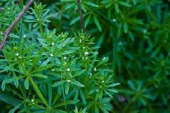 Cleavers (Gallium Aparine) Tincture Grander® Treated for enhanced absorbability and effectiveness Mythos: removes lumps, swollen glands, mild lymphedema, diuretic, prostatitis, cystitis, SID's, letting go of stuckness