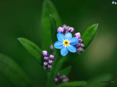 Forget Me Not ((Myosotis sylvatica) Essence juglans nigra. Grander® Treated for enhanced absorbability and effectiveness Mythos: Works on the pineal gland, or third eye, stimulates the subconscious to promote conscious connections with loved ones on the other side. Helps with sleeping and dreaming
