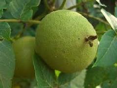 Unripened black Walnuts called Green Black Walnut: Essence juglans nigra. Grander® Treated for enhanced absorbability and effectiveness Mythos: Helps one stand on their own. Protects against "emotional parasites" Unripened black Walnuts called Green Black Walnut. Natural source of Iodine and fluoride. Hystorica Mythos: protection from radiation, thyroid, intestinal worms, topical anti-fungal, blood cleanser, antiseptic, antibacterial as a gargle, repels fleas, topical anti-lice.