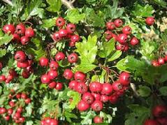 Hawthorn (Crataegus Lavigata) Essence or tincture Grander® Treated for enhanced absorbability and effectiveness Mythos: Heart tonic, high blood pressure, murmur, angina, circulation, arteriosclerosis, fat metabolism, CHF, periodontal disease, very gentle, The Essence heals grief and broken hearts, Helps you move into a heart centered consciousness