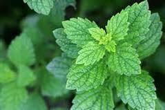 Lemon Balm (Melissa Officinalis) Essence Grander® Treated for enhanced absorbability and effectiveness Mythos: Essence Good for addictions and those who don't feel present on this Earth. Tincture Promotes menstruation, eases cramps, reduces hot flashes, anxiety, ADHD, insomnia, depression, externally for HSV, insect repellant.