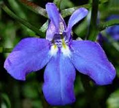 Lobelia (Lobelia Inflate) Tincture Grander® Treated for enhanced absorbability and effectiveness : Mythos Respiratory stimulant and expectorant, asthma, powerful relaxant, emetic, Essence Good for addictions, for people who feel congested or stuck, cravings, drug addictions, blood cleanser liver cleanser