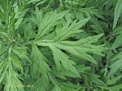 Mugwort (Artemisia Vulgaris) Grander® Treated for enhanced absorbability and effectiveness Mythos: Essences Enhances psychic perception and dream awareness. Helps provide insight and increase 5th dimensional awareness. Tincture Muscle relaxer, digestive tonic, increases bile flow, eliminates worms, uterine tonic, regulates menstruation, sore muscles