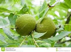 Unripened black Walnuts called Green Black Walnut. Natural source of Iodine and fluoride. Hystorica Mythos: protection from radiation, thyroid, intestinal worms, topical anti-fungal, blood cleanser, antiseptic, antibacterial as a gargle, repels fleas, topical anti-lice.