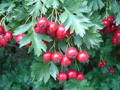 Hawthorn (Crataegus Lavigata) Essence or tincture Grander® Treated for enhanced absorbability and effectiveness Mythos: Heart tonic, high blood pressure, murmur, angina, circulation, arteriosclerosis, fat metabolism, CHF, periodontal disease, very gentle, The Essence heals grief and broken hearts, Helps you move into a heart centered consciousness