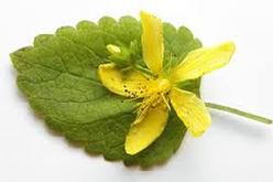 Lemon Balm (Melissa Officinalis) Essence Grander® Treated for enhanced absorbability and effectiveness Mythos: Essence Good for addictions and those who don't feel present on this Earth. Tincture Promotes menstruation, eases cramps, reduces hot flashes, anxiety, ADHD, insomnia, depression, externally for HSV, insect repellant.