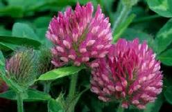 Red Clover (Trifolium Pretense): Grander® Treated for enhanced absorbability and effectiveness Mythos: Essence promoter self-awareness lessons anxiety helps to bring forth your truth, Tincture: Blood purifier, anti-neoplastic, psoriasis, eczema, alternative, liver cleanser, bronchitis, fibroids