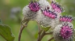 Burdock (Arctium Lappa) Tincture Grander® Treated for enhanced absorbability and effectiveness Mythos: Blood purifier, eczema, psoriasis, natural source of iron, bitter, alterative, digestion