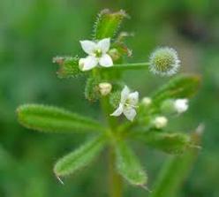 Cleavers (Gallium Aparine) Mythos: removes lumps, swollen glands, mild lymphedema, diuretic, prostatitis, cystitis, SID's, stuckness,
