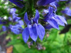 Lobelia (Lobelia Inflate) Tincture Grander® Treated for enhanced absorbability and effectiveness : Mythos Respiratory stimulant and expectorant, asthma, powerful relaxant, emetic, Essence Good for addictions, for people who feel congested or stuck, cravings, drug addictions, blood cleanser liver cleanser