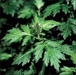 Mugwort (Artemisia Vulgaris) Grander® Treated for enhanced absorbability and effectiveness Mythos: Essences Enhances psychic perception and dream awareness. Helps provide insight and increase 5th dimensional awareness. Tincture Muscle relaxer, digestive tonic, increases bile flow, eliminates worms, uterine tonic, regulates menstruation, sore muscles