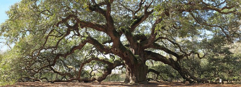Living Oak, life, Radatti Foods fiber prebiotics, Grainfields probiotics, healthy bionome, mitochondrial healing anti ageing 